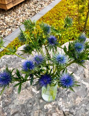 Eryngium Magnetar Qstar (bleu)