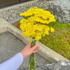 Achillea Moonshine