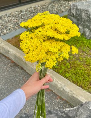 Achillea Moonshine