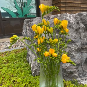 Freesia jaune