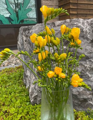 Freesia jaune
