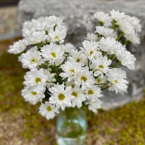 Chrysanthème marguerite blanche