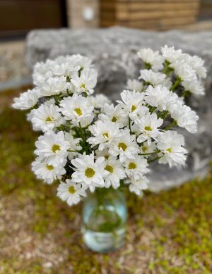 Chrysanthème marguerite blanche