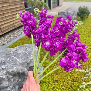 Matthiola Debora (violet)