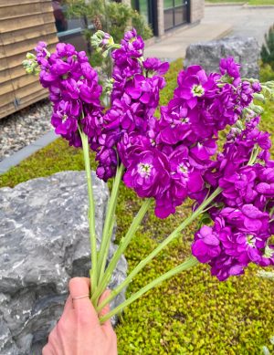 Matthiola Debora (violet)