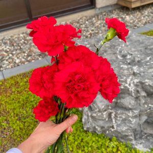 Oeillet rouge