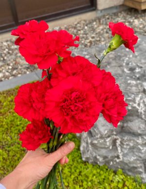 Oeillet rouge