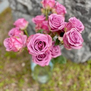Rose rose-lilas