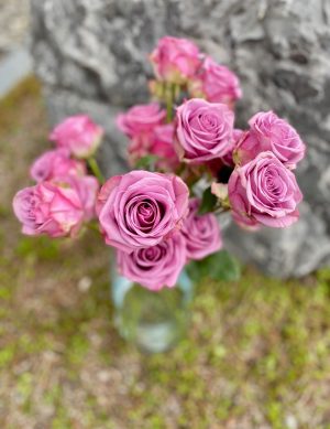 Rose rose-lilas