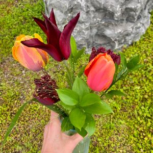 Tulipes variées du jardin (collection canneberge)