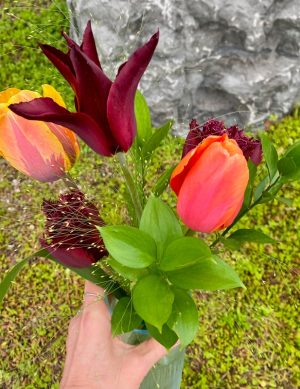Tulipes variées du jardin (collection canneberge)