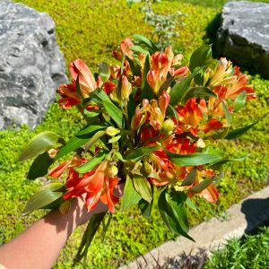Alstroemeria Dancing Queen (orange)