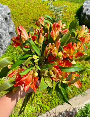 Alstroemeria Dancing Queen (orange)