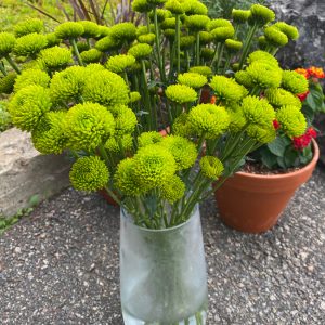 Chrysanthème Santini verte