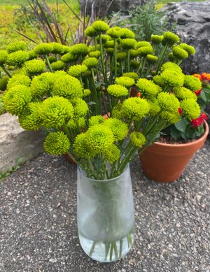 Chrysanthème Santini verte