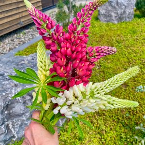 Lupins variés