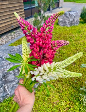 Lupins variés