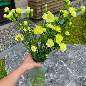 Mini oeillet vert