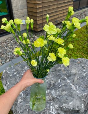 Mini oeillet vert