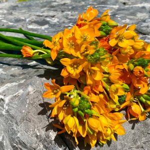 Ornithogalum Dubium orange