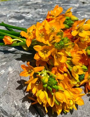 Ornithogalum Dubium orange