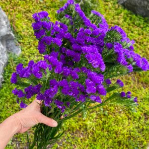 Statice mauve