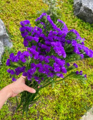 Statice mauve