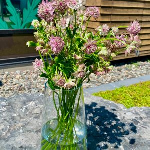 Astrantia rose