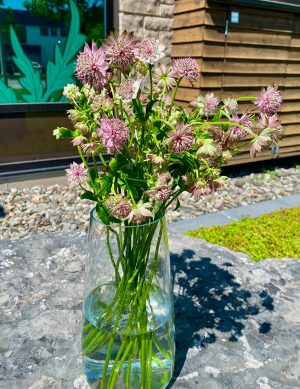 Astrantia rose