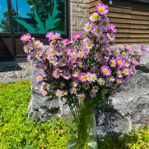 Aster branchu rose