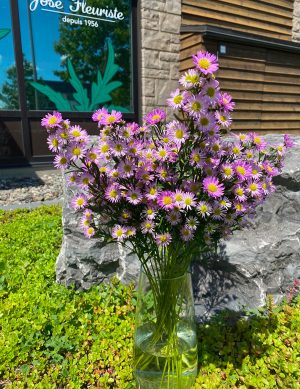 Aster branchu rose