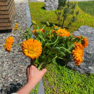 Calendula Orange