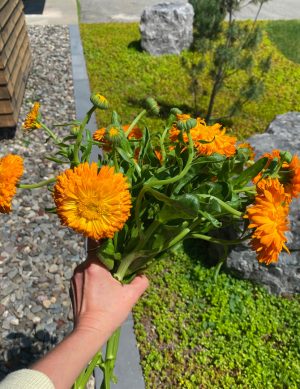 Calendula Orange