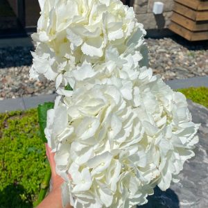 Hydrangea blanc pur