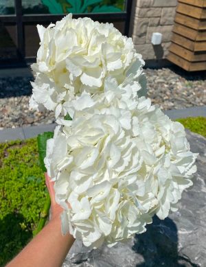 Hydrangea blanc pur