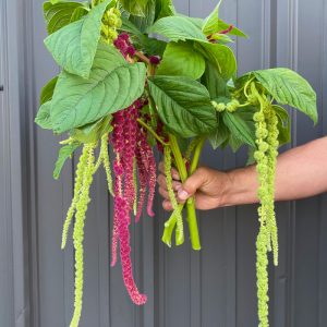 Amarantes variées