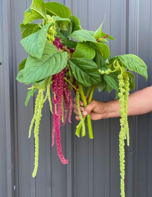 Amarantes variées