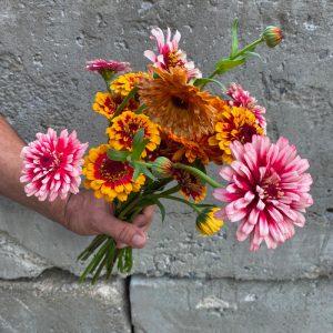 Zinnia aux couleurs variées