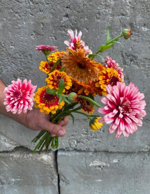 Zinnia aux couleurs variées