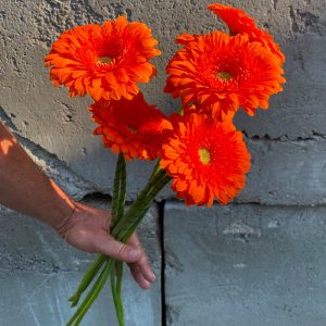 Gerbera orange