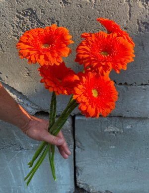 Gerbera orange