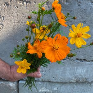 Cosmos jaune et orange