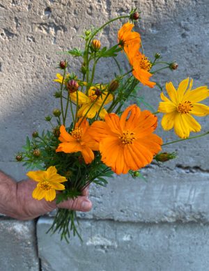Cosmos jaune et orange