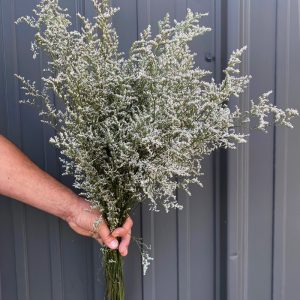 Caspia blanc