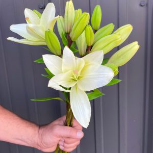 Lys asiatique blanc