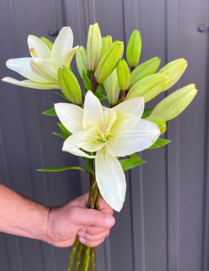 Lys asiatique blanc