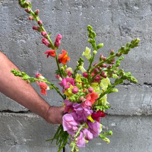 Muflier aux couleurs variées