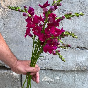 Muflier rose profond