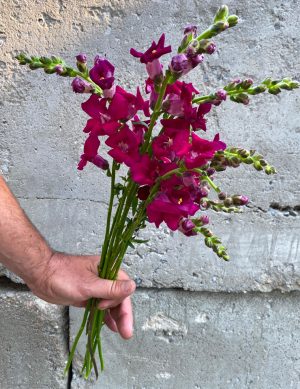 Muflier rose profond