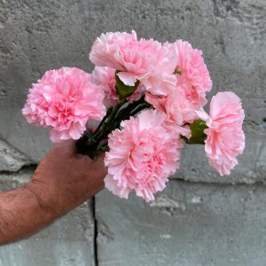 Oeillet rose